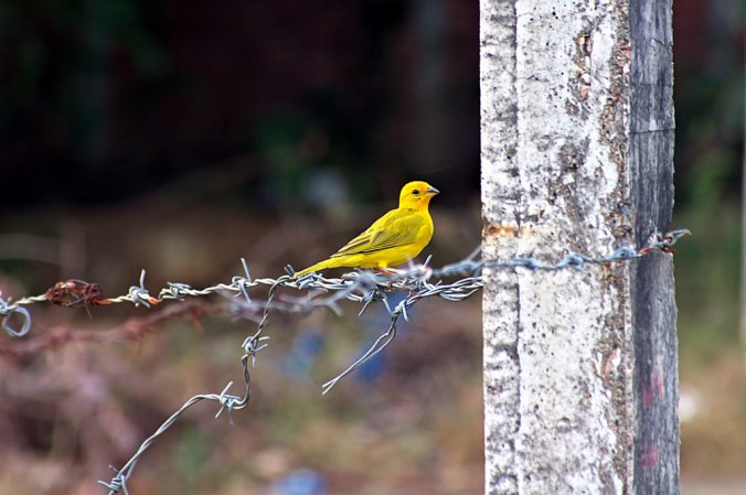 Photo (7): Saffron Finch