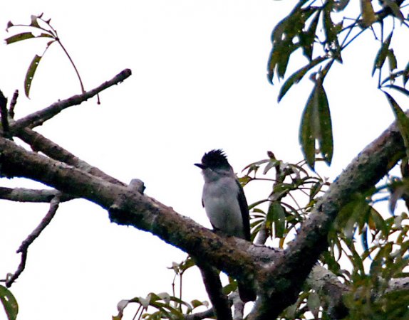 Photo (2): Choco Sirystes