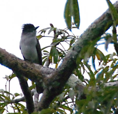 Photo (3): Choco Sirystes