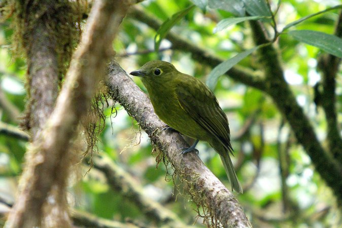 Photo (1): Olivaceous Piha