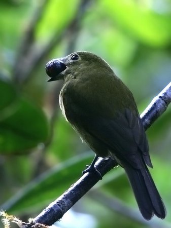 Photo (2): Olivaceous Piha