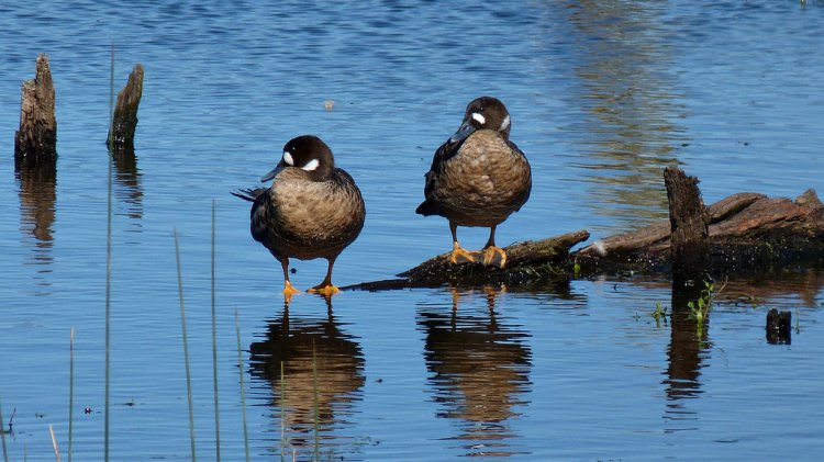 Photo (1): Spectacled Duck
