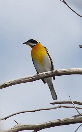 Photo (7): Western Spindalis