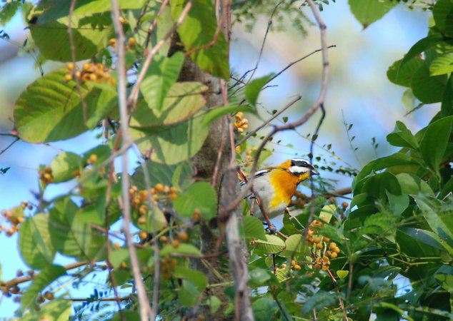 Photo (11): Western Spindalis