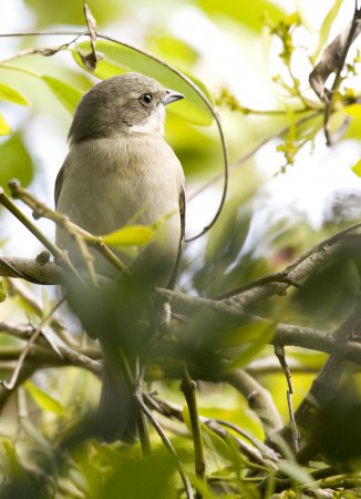 Photo (13): Western Spindalis