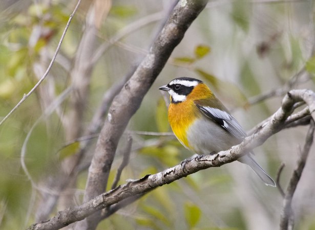 Photo (4): Western Spindalis