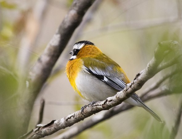 Photo (9): Western Spindalis