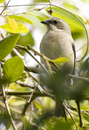 Photo (10): Western Spindalis