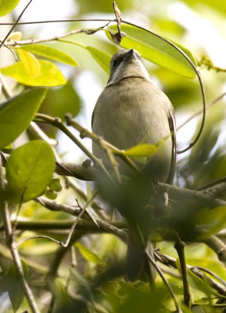 Photo (15): Western Spindalis