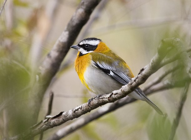 Photo (6): Western Spindalis