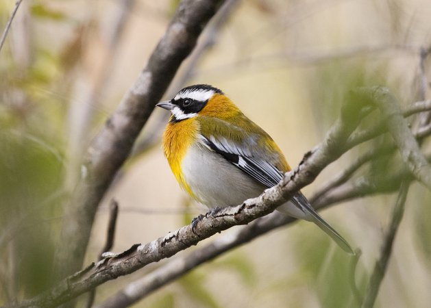 Photo (8): Western Spindalis