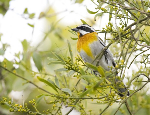 Photo (5): Western Spindalis