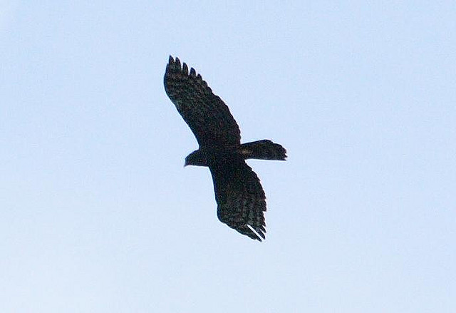 Photo (11): Black Hawk-Eagle