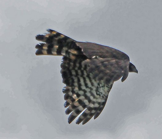 Photo (9): Black Hawk-Eagle