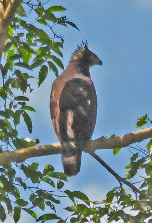 Photo (8): Black Hawk-Eagle