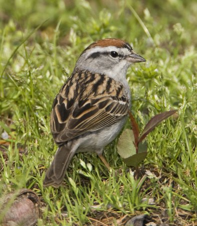 Photo (1): Chipping Sparrow
