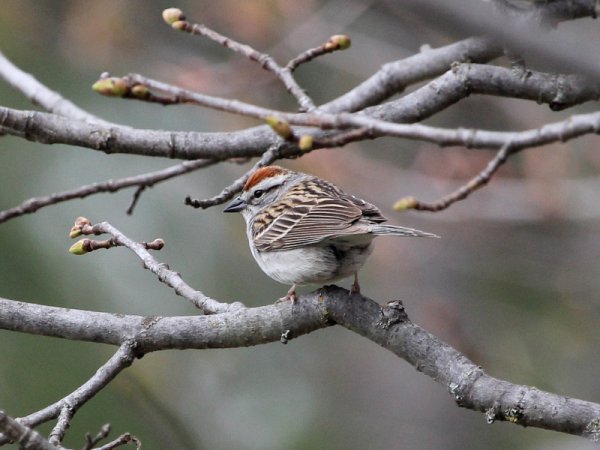 Photo (8): Chipping Sparrow