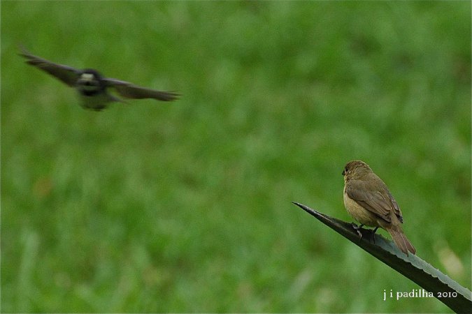 Photo (9): Double-collared Seedeater