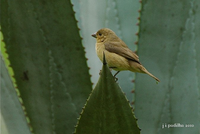 Photo (19): Double-collared Seedeater