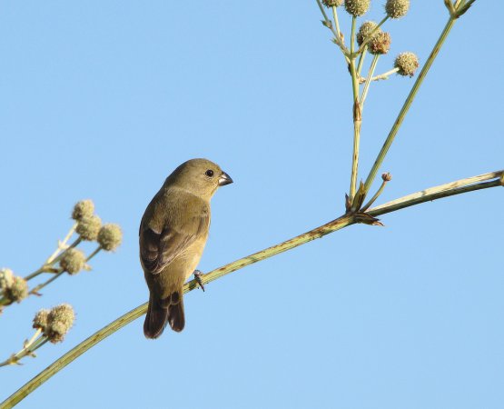 Photo (18): Double-collared Seedeater