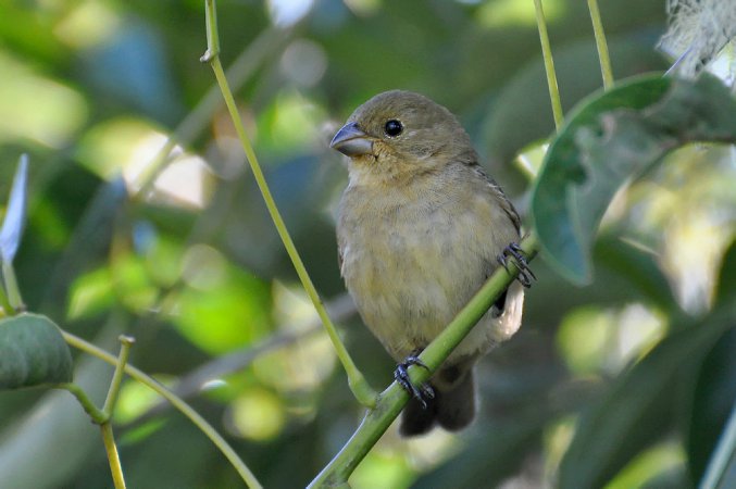 Photo (17): Double-collared Seedeater