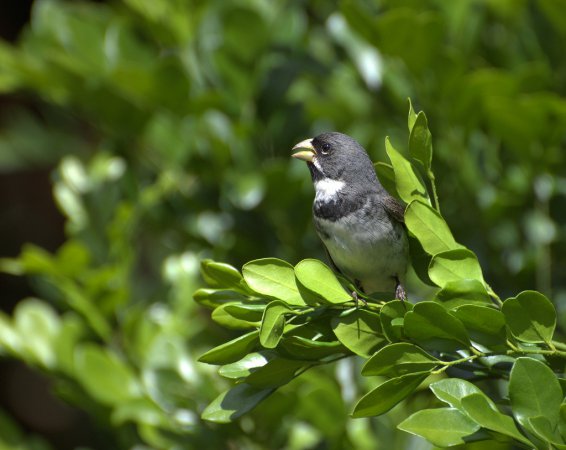 Photo (6): Double-collared Seedeater