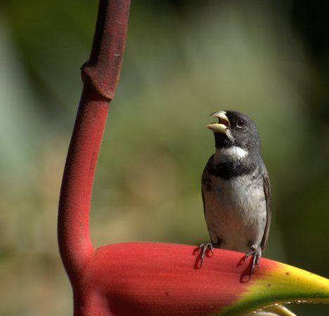 Photo (3): Double-collared Seedeater