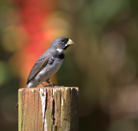 Photo (1): Double-collared Seedeater