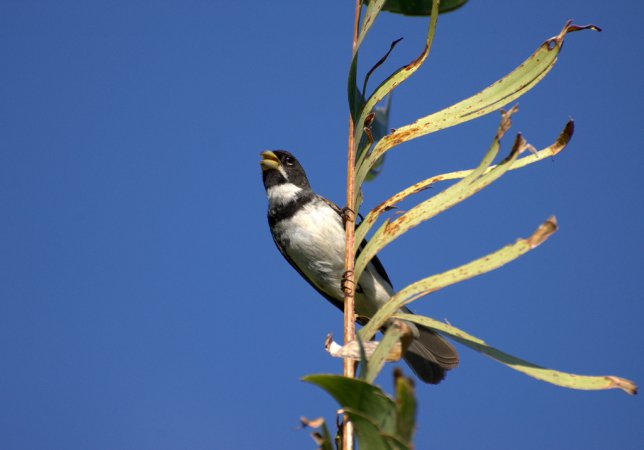 Photo (11): Double-collared Seedeater