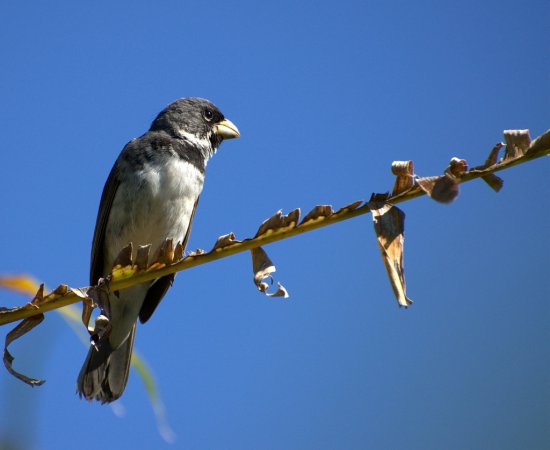 Photo (8): Double-collared Seedeater