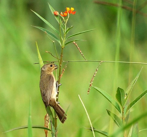 Photo (16): Double-collared Seedeater