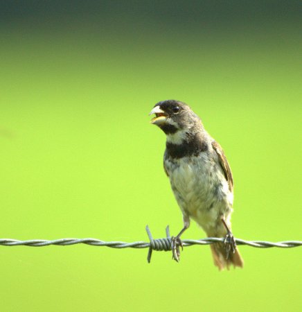Photo (5): Double-collared Seedeater