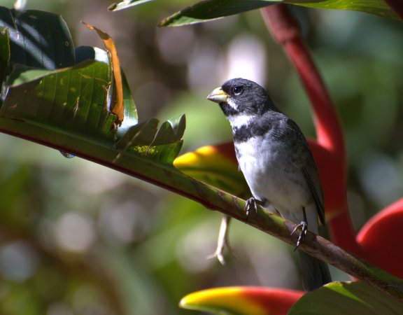 Photo (15): Double-collared Seedeater