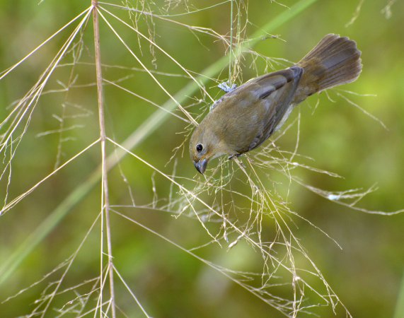 Photo (4): Double-collared Seedeater