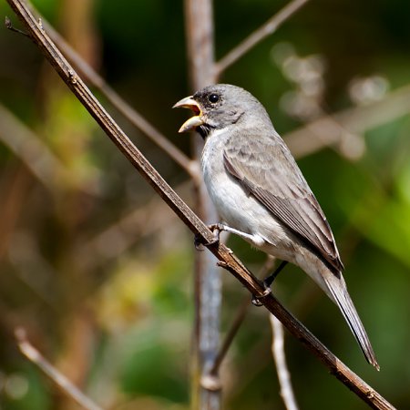 Photo (10): Double-collared Seedeater