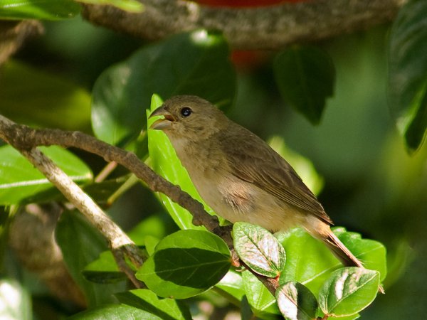 Photo (2): Double-collared Seedeater