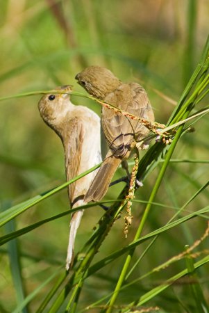 Photo (12): Double-collared Seedeater