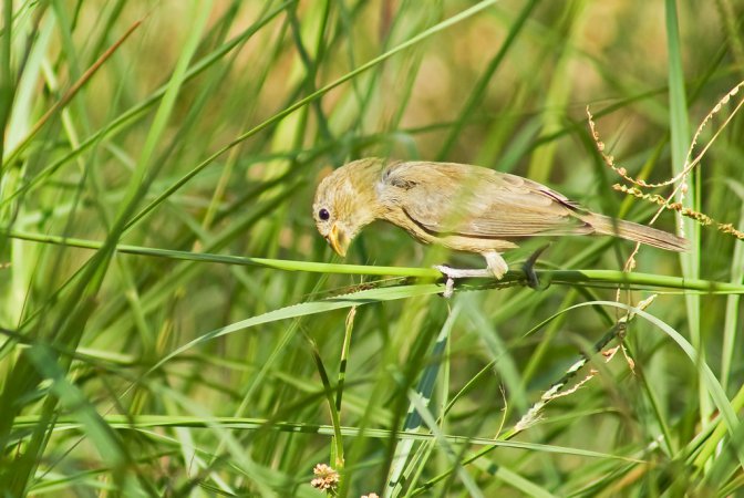 Photo (7): Double-collared Seedeater