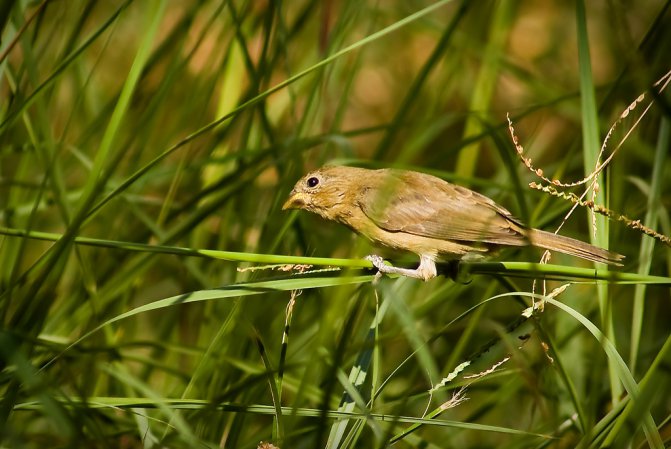 Photo (14): Double-collared Seedeater