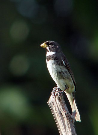 Photo (13): Double-collared Seedeater