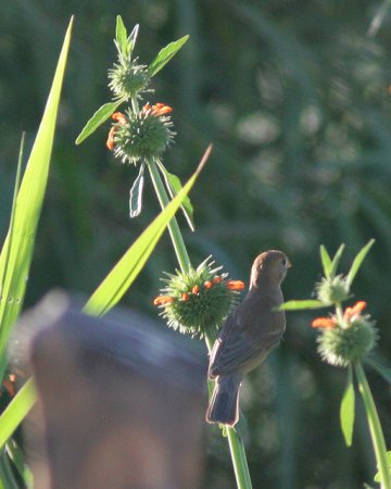 Photo (10): Ruddy-breasted Seedeater
