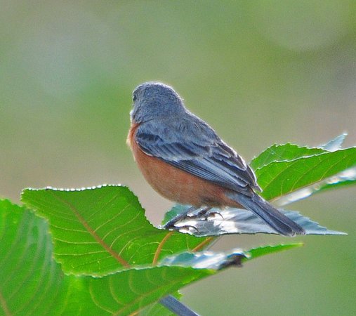 Photo (2): Ruddy-breasted Seedeater