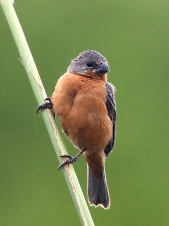 Photo (8): Ruddy-breasted Seedeater