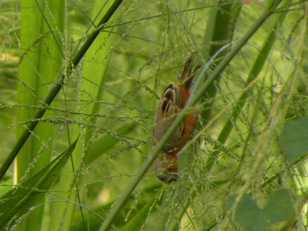 Photo (13): Ruddy-breasted Seedeater
