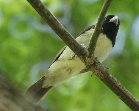 Photo (11): Yellow-bellied Seedeater