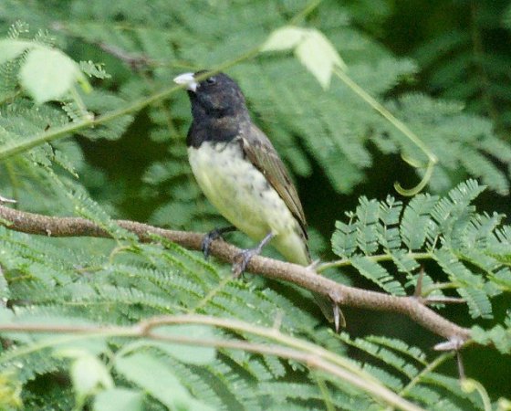 Photo (7): Yellow-bellied Seedeater