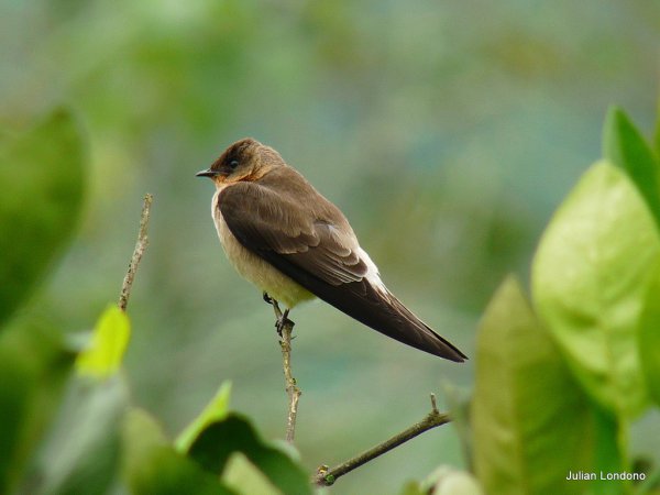 Photo (1): Southern Rough-winged Swallow