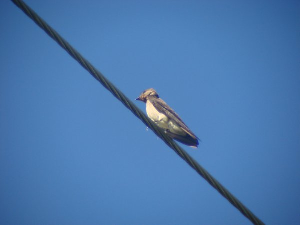 Photo (2): Southern Rough-winged Swallow