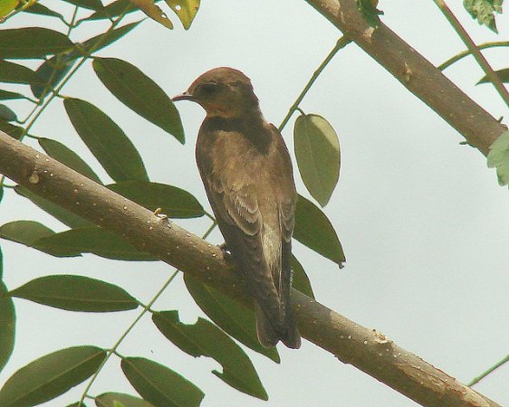 Photo (13): Southern Rough-winged Swallow