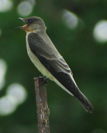 Photo (7): Southern Rough-winged Swallow